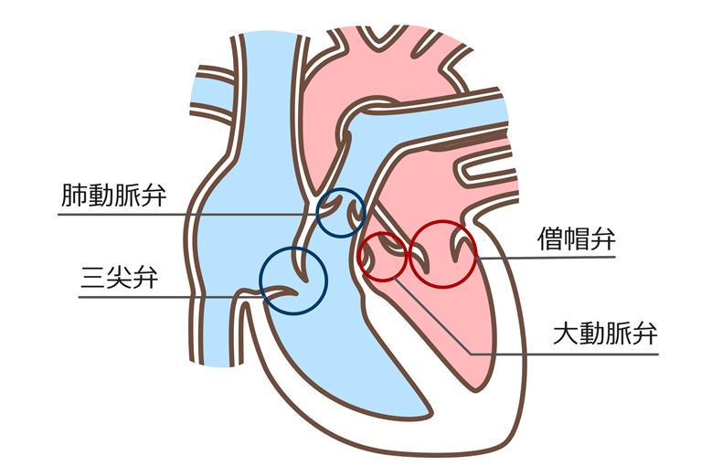 心臓の弁が正常に機能しない病気？心臓弁膜症について